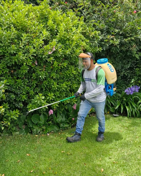 Fumigación en Ibarra